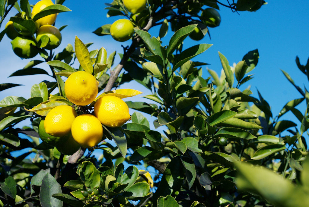 June Gardening Tips & Landscaping Guide