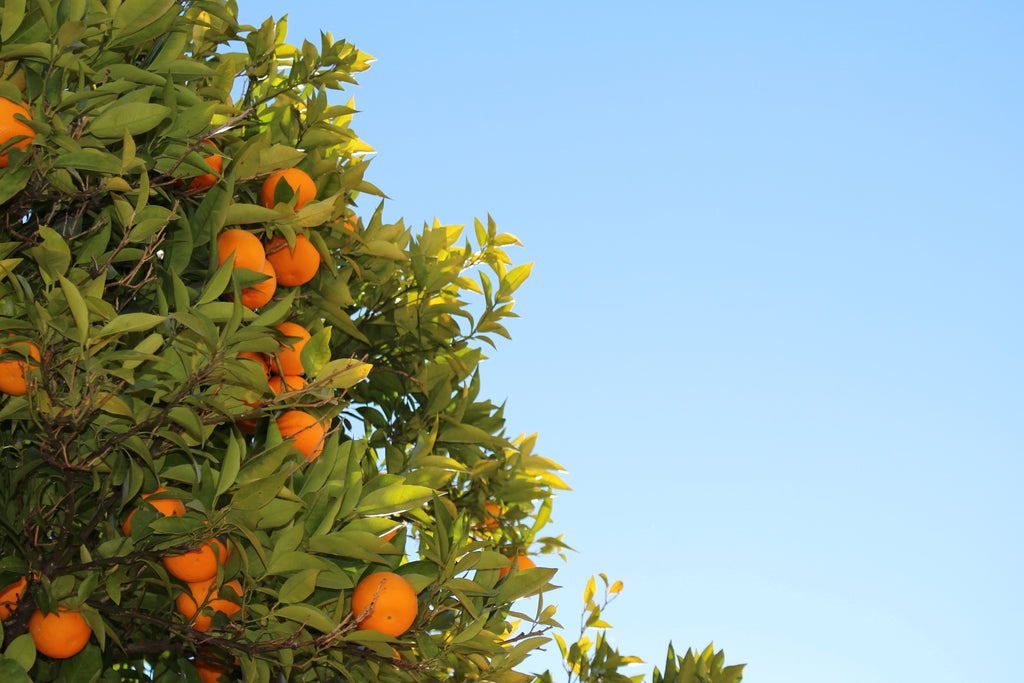 Fruit for small gardens