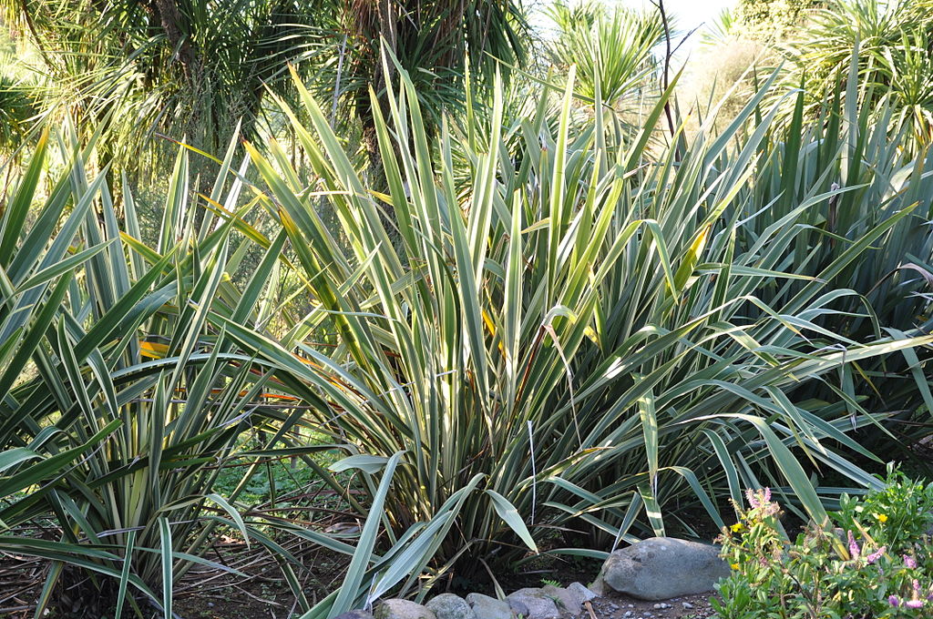 Grasses & Flaxes